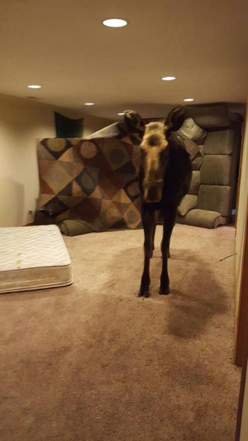 Man Finds Random Moose In His House (3 pics)