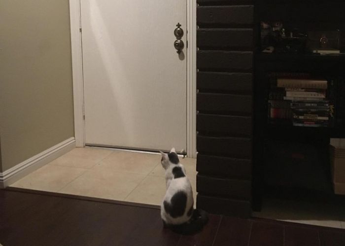 Adorable Cat Gets Confused (2 pics)