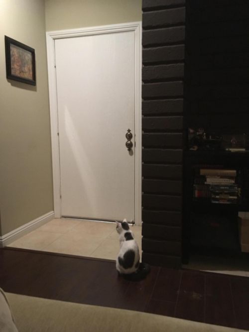 Adorable Cat Gets Confused (2 pics)