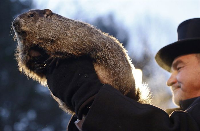 America's Chief Meteorologist Appears On Groundhog's Day (8 pics)