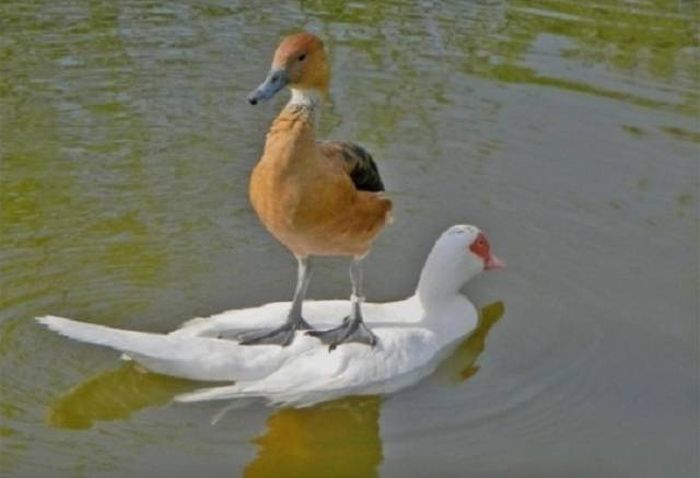 When Laziness Boldly Goes Where It Has Not Gone Before (40 pics)