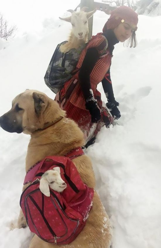 Girl And Her Dog Rescue An Adorable Mom Goat (6 pics)
