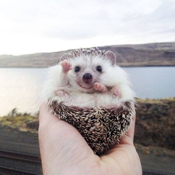 Hedgehogs Don't Get Enough Credit For Their Cuteness (39 pics)