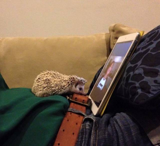 Hedgehogs Don't Get Enough Credit For Their Cuteness (39 pics)