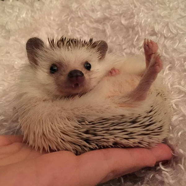 Hedgehogs Don't Get Enough Credit For Their Cuteness (39 pics)