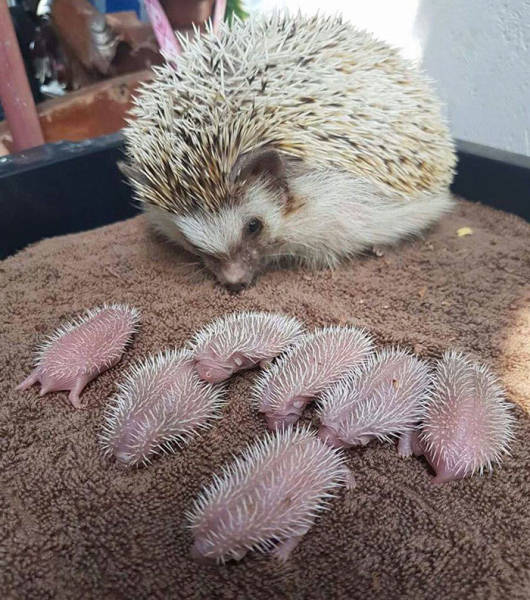 Hedgehogs Don't Get Enough Credit For Their Cuteness (39 pics)