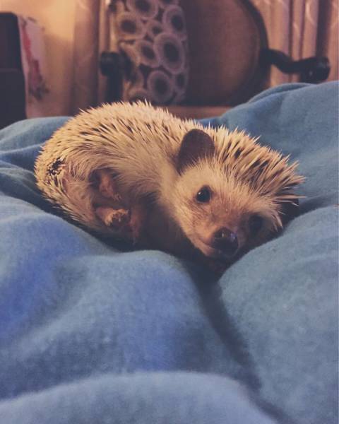 Hedgehogs Don't Get Enough Credit For Their Cuteness (39 pics)
