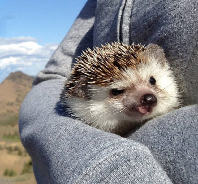 Hedgehogs Don't Get Enough Credit For Their Cuteness (39 pics)