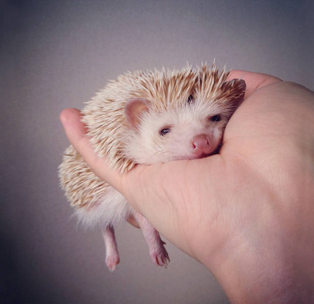 Hedgehogs Don't Get Enough Credit For Their Cuteness (39 pics)