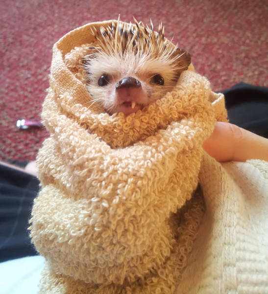 Hedgehogs Don't Get Enough Credit For Their Cuteness (39 pics)
