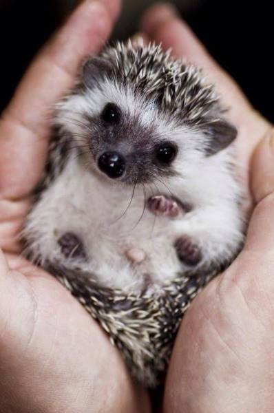 Hedgehogs Don't Get Enough Credit For Their Cuteness (39 pics)