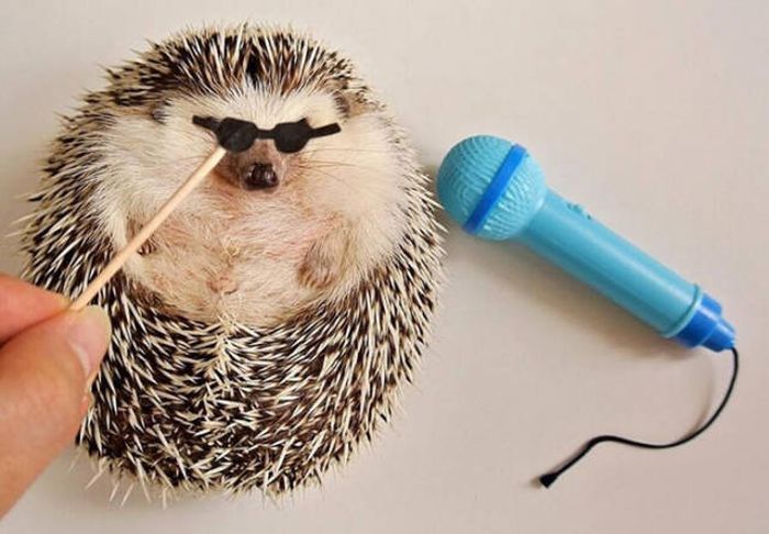 Hedgehogs Don't Get Enough Credit For Their Cuteness (39 pics)
