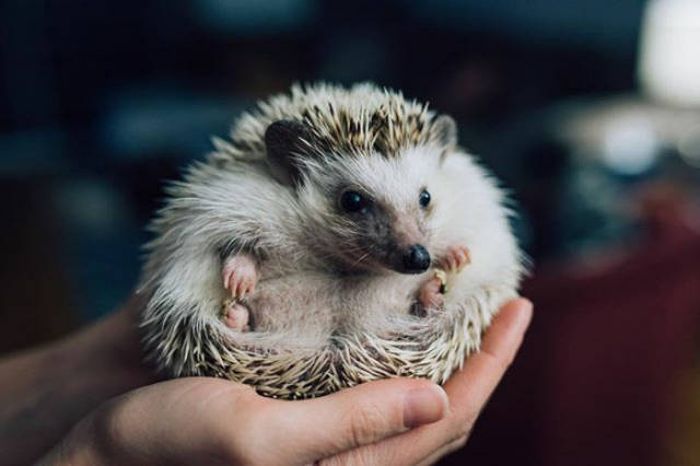 Hedgehogs Don't Get Enough Credit For Their Cuteness (39 pics)
