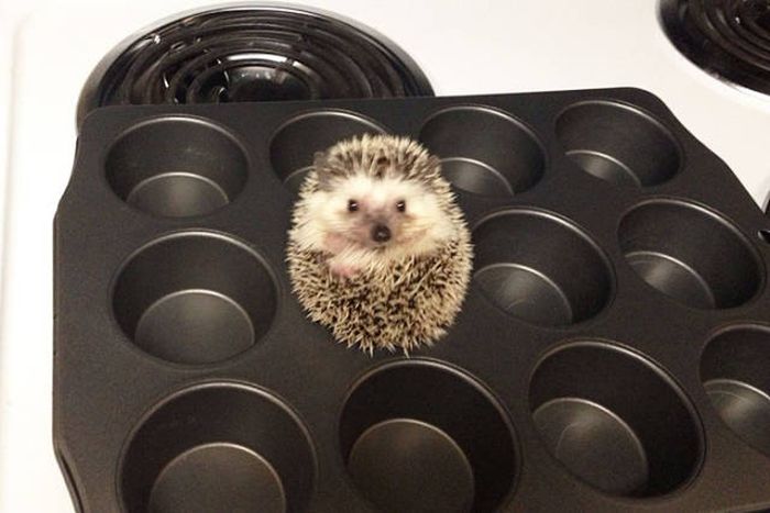 Hedgehogs Don't Get Enough Credit For Their Cuteness (39 pics)