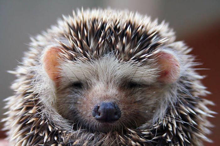 Hedgehogs Don't Get Enough Credit For Their Cuteness (39 pics)