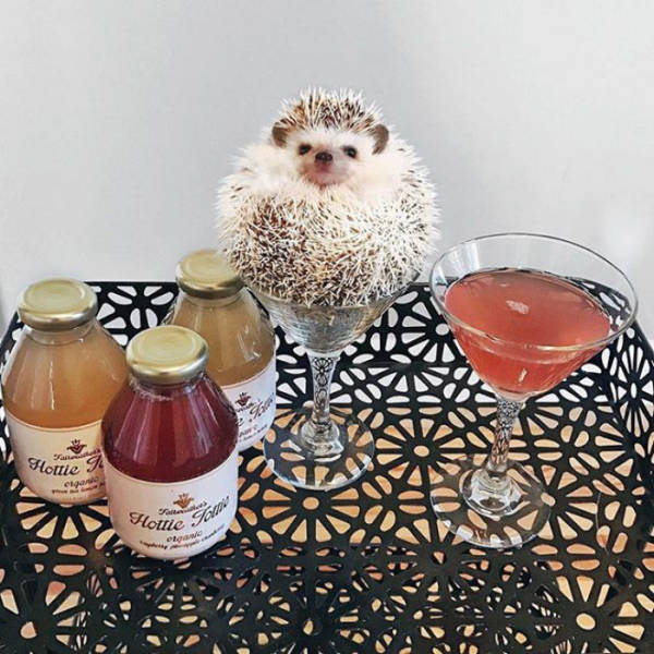 Hedgehogs Don't Get Enough Credit For Their Cuteness (39 pics)