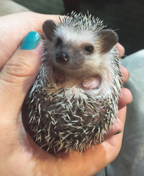 Hedgehogs Don't Get Enough Credit For Their Cuteness (39 pics)