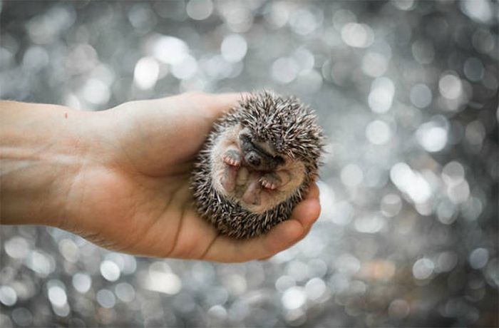 Hedgehogs Don't Get Enough Credit For Their Cuteness (39 pics)