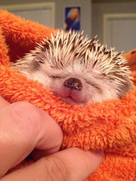 Hedgehogs Don't Get Enough Credit For Their Cuteness (39 pics)