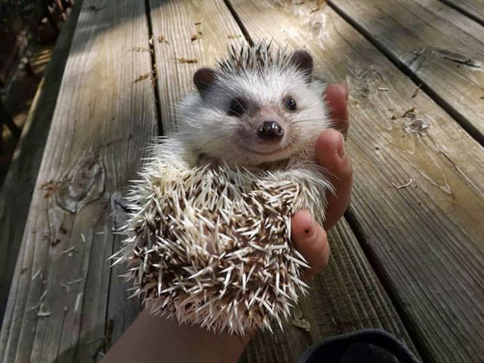 Hedgehogs Don't Get Enough Credit For Their Cuteness (39 pics)