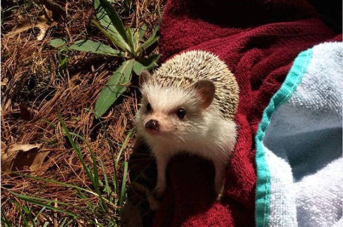 Hedgehogs Don't Get Enough Credit For Their Cuteness (39 pics)