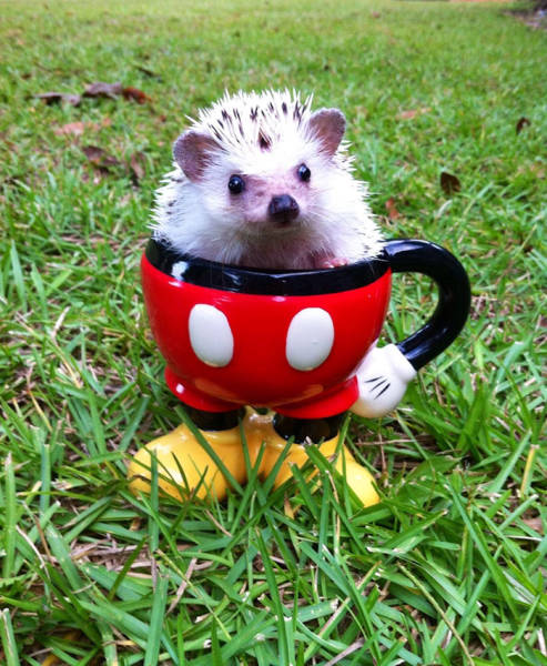 Hedgehogs Don't Get Enough Credit For Their Cuteness (39 pics)