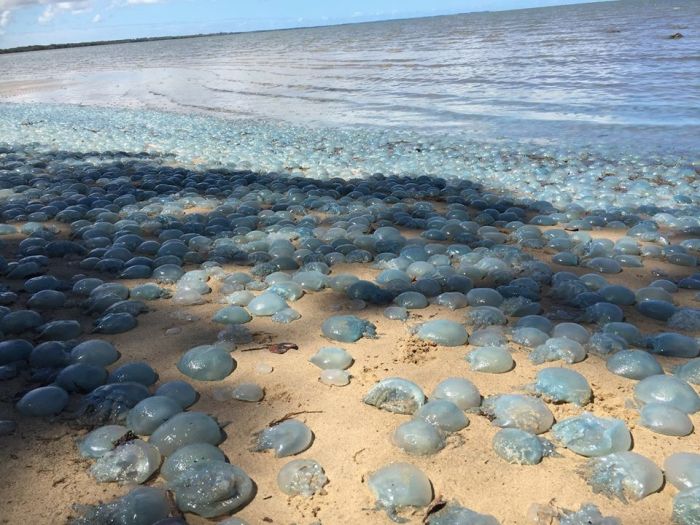 Jellyfish Invade Australian Beach (3 pics)