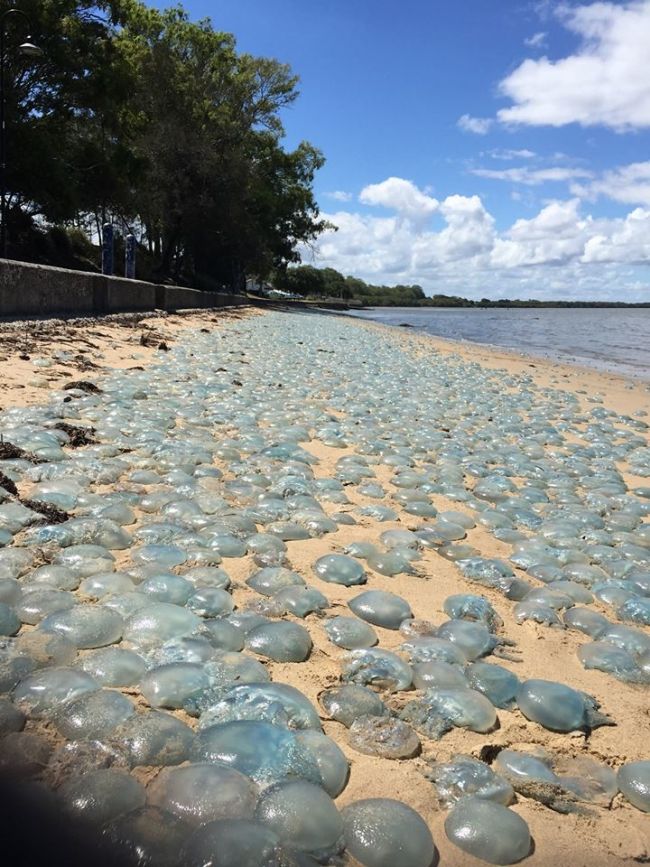Jellyfish Invade Australian Beach (3 pics)