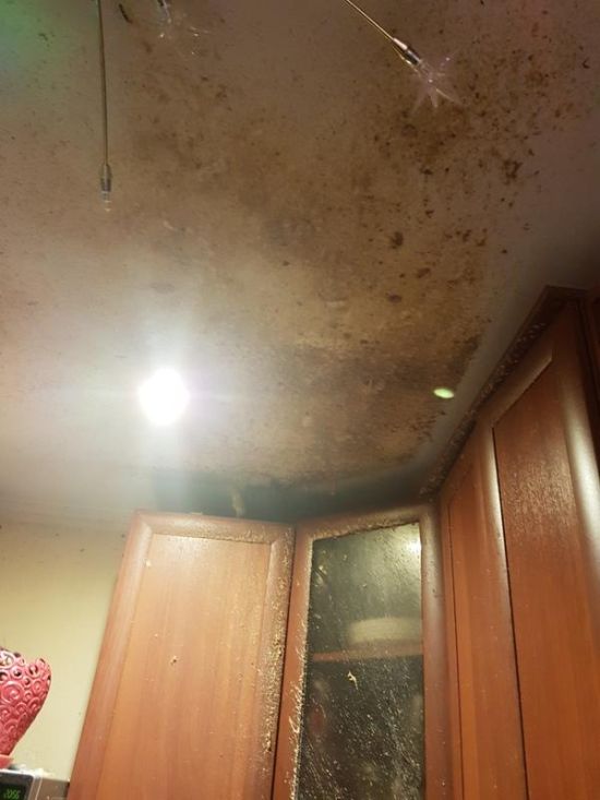 The Aftermath Of A Pressure Cooker Explosion (5 pics)