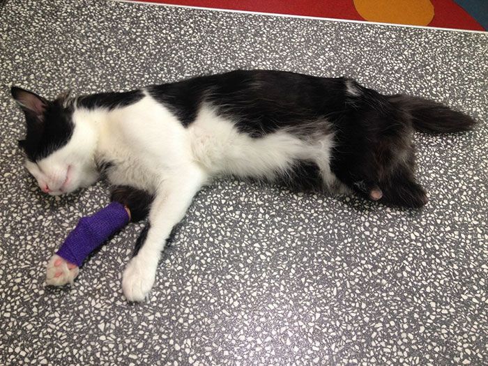 Amputee Cat Gets Some New Legs And A Second Chance (10 pics)
