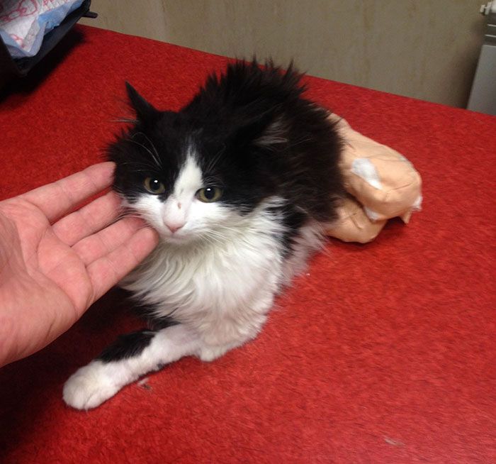 Amputee Cat Gets Some New Legs And A Second Chance (10 pics)