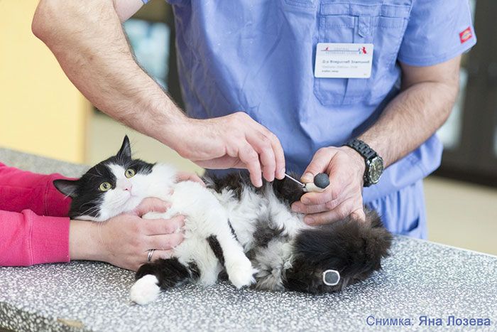Amputee Cat Gets Some New Legs And A Second Chance (10 pics)