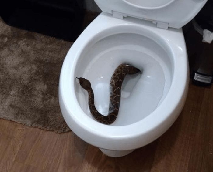 Texas Family Discovers 24 Rattlesnakes Living In Their House (4 pics)