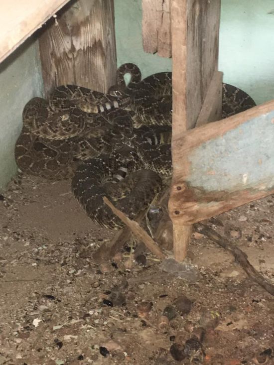 Texas Family Discovers 24 Rattlesnakes Living In Their House (4 pics)