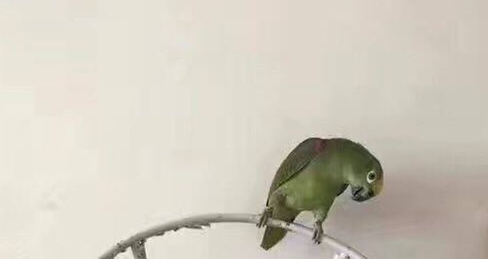 parrot owner club
