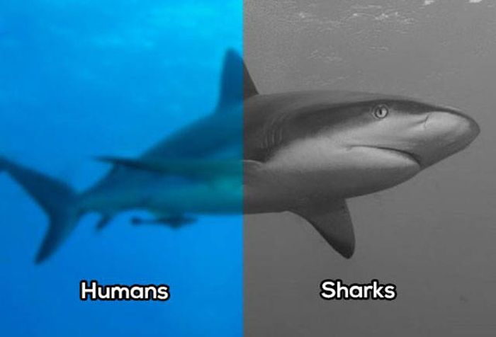 How Animals See The World Vs. How Humans See The World (10 pics)