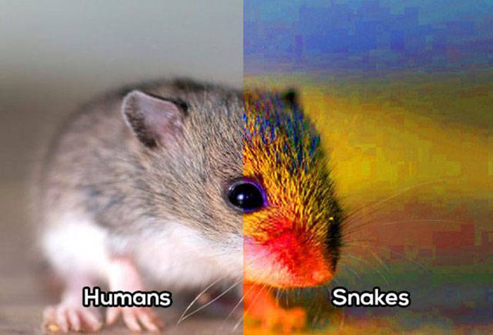 How Animals See The World Vs. How Humans See The World (10 pics)
