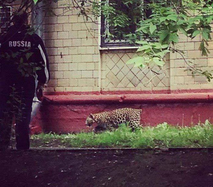 Russians Must Be Born Crazy (37 pics)
