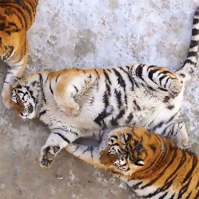 These Tubby Tigers Are Undeniably Adorable (6 pics)