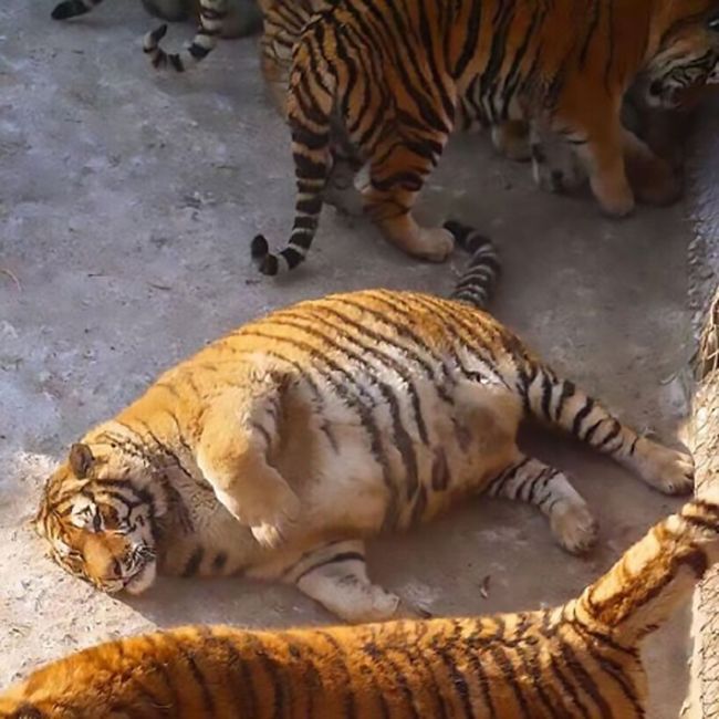 These Tubby Tigers Are Undeniably Adorable (6 pics)