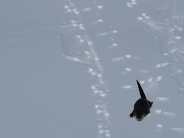 River Otter Sliding On Snow