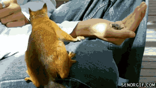 Acid Gifdump, February 10, 2017 (25 gifs)
