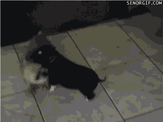 Acid Gifdump, February 10, 2017 (25 gifs)