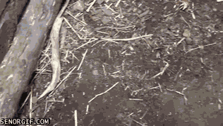 Acid Gifdump, February 10, 2017 (25 gifs)