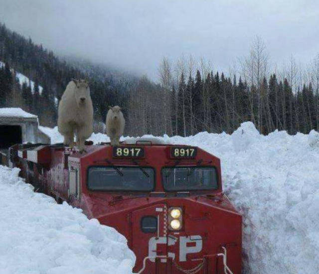 Acid Picdump (103 pics)