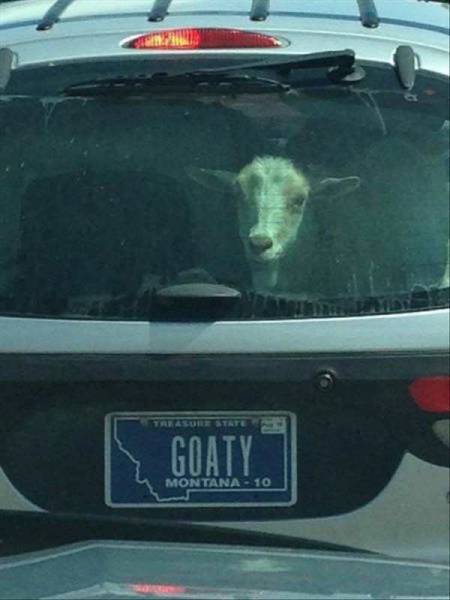 Acid Picdump (103 pics)