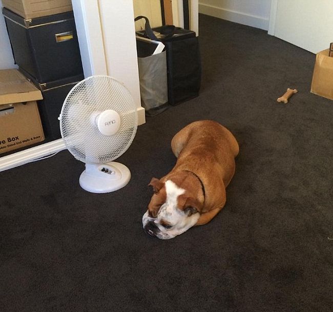 Australians Are Laughing Off The Pain As They Try To Survive A Heatwave (18 pics)