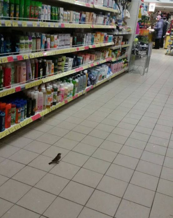 Proof That You Never Know What You Might Find When You Go Shopping (42 pics)