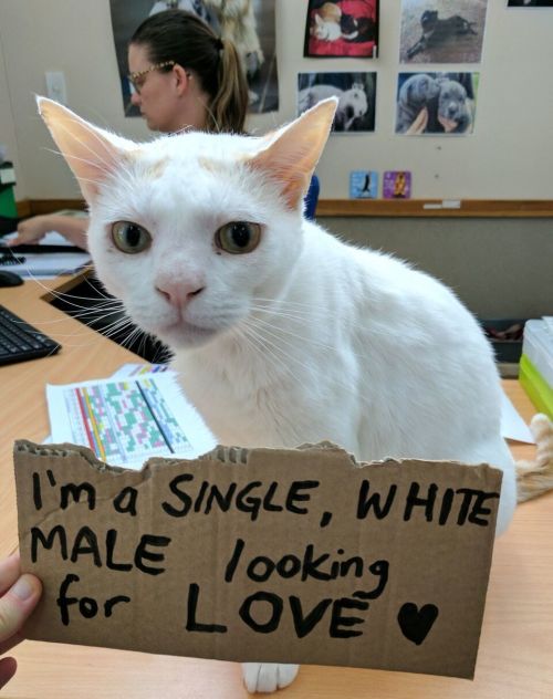 A Shelter Has Been Trying To Find A Home For This Cat For Over A Year (6 pics)
