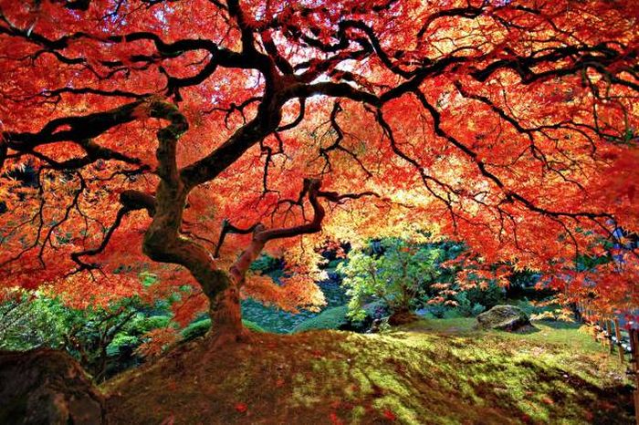 Acid Picdump (122 pics)